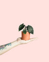 Alocasia Antoro Velvet Mini - Pur Plant