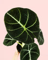 Alocasia Black Velvet Mini - Pur Plant