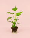 Alocasia Cucullata M - Pur Plant