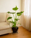 Alocasia Cucullata M - Pur Plant
