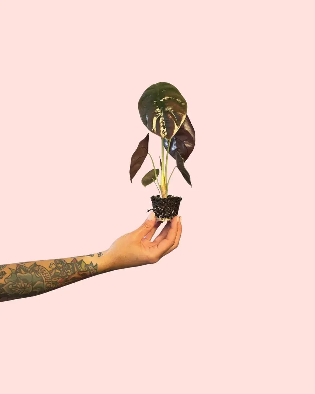 Alocasia Cuprea Red Secret Mini - Pur Plant