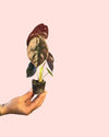 Alocasia Cuprea Red Secret Mini - Pur Plant