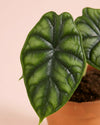 Alocasia Dragon Scale M - Pur Plant