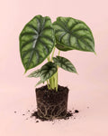 Alocasia Dragon Scale M