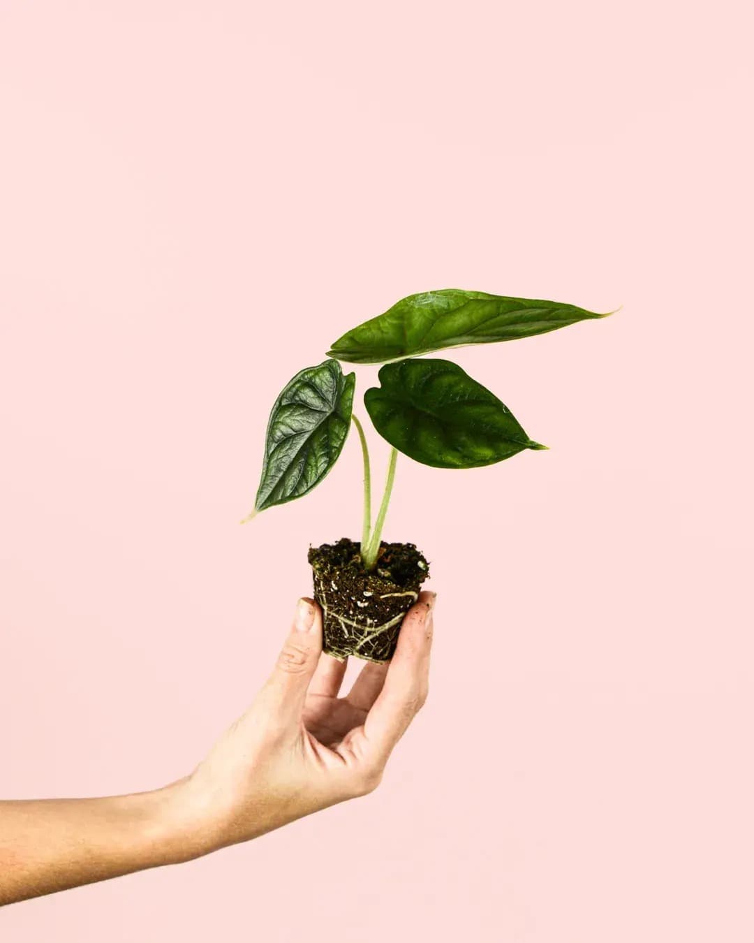 Alocasia Dragon Scale Mini - Pur Plant