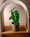 Alocasia Frydek M - Pur Plant