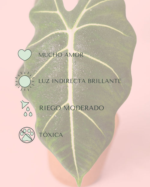 Alocasia Frydek M - Pur Plant