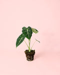 Alocasia Frydek M