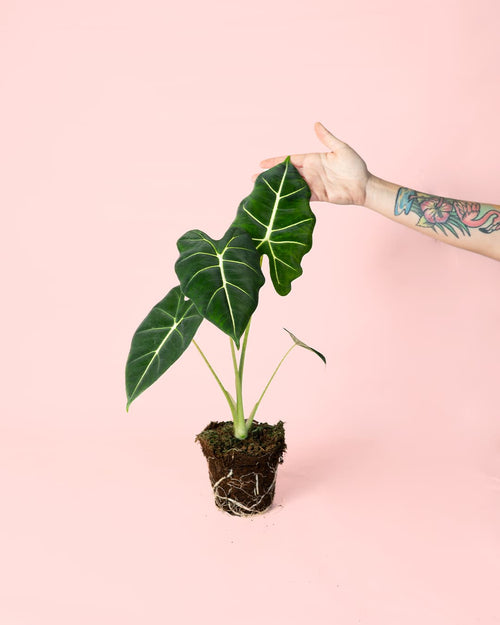 Alocasia Frydek M - Pur Plant