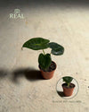Alocasia Frydek Mini - Pur Plant