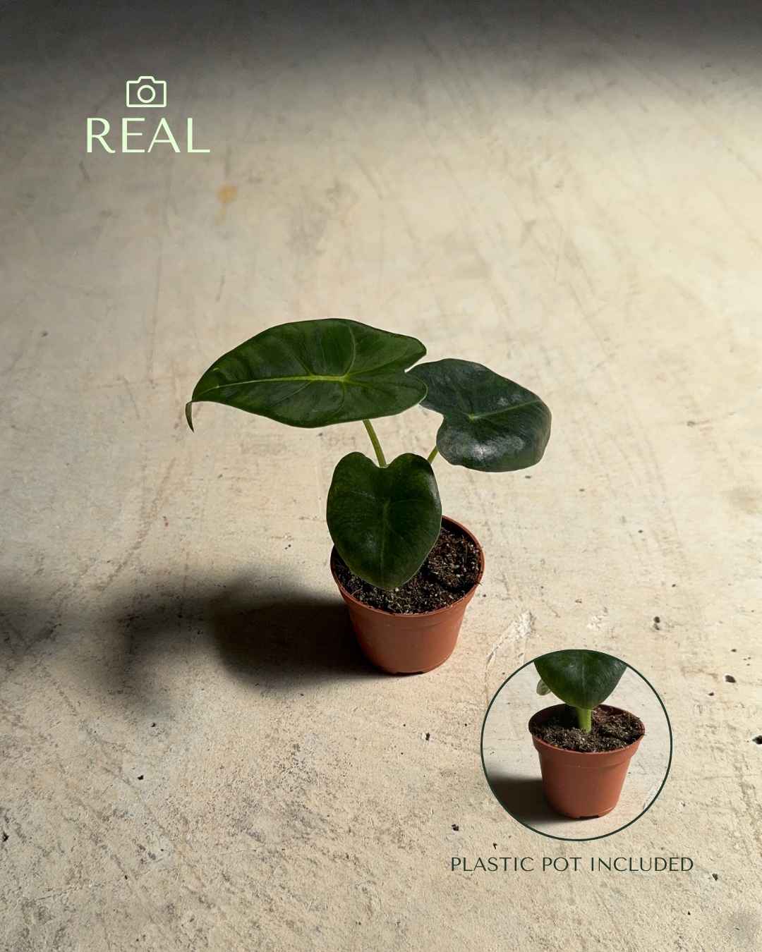 Alocasia Frydek Mini - Pur Plant