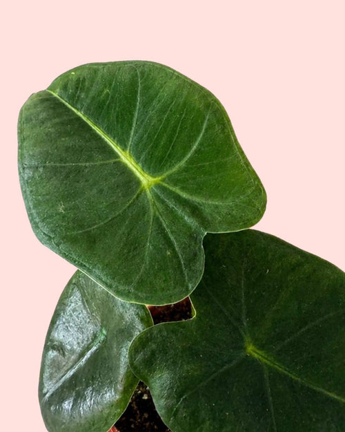Alocasia Frydek Mini - Pur Plant
