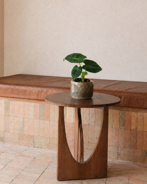 Alocasia Frydek Mini - Pur Plant