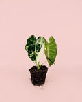Alocasia Frydek Variegata M