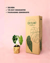 Alocasia Frydek Variegada M - Pur Plant