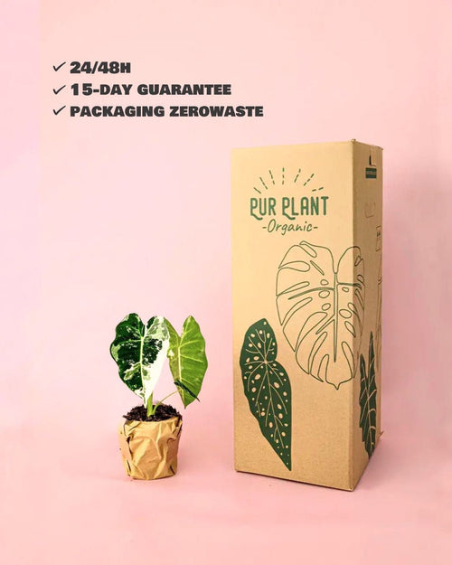 Alocasia Frydek Variegada M - Pur Plant