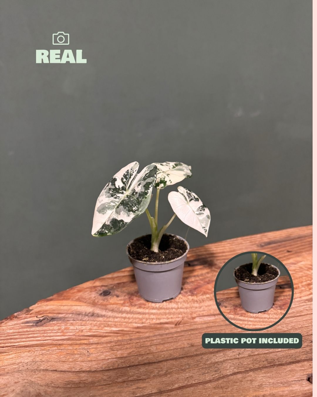 Alocasia Frydek Variegada Mini - Pur Plant