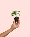 Alocasia Frydek Variegata Mini