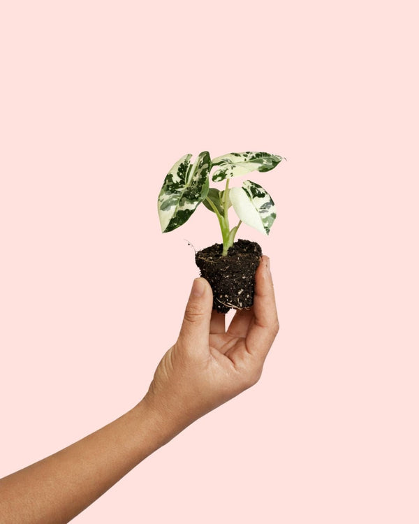 Como Cuidar Alocasia Frydek Variegata
