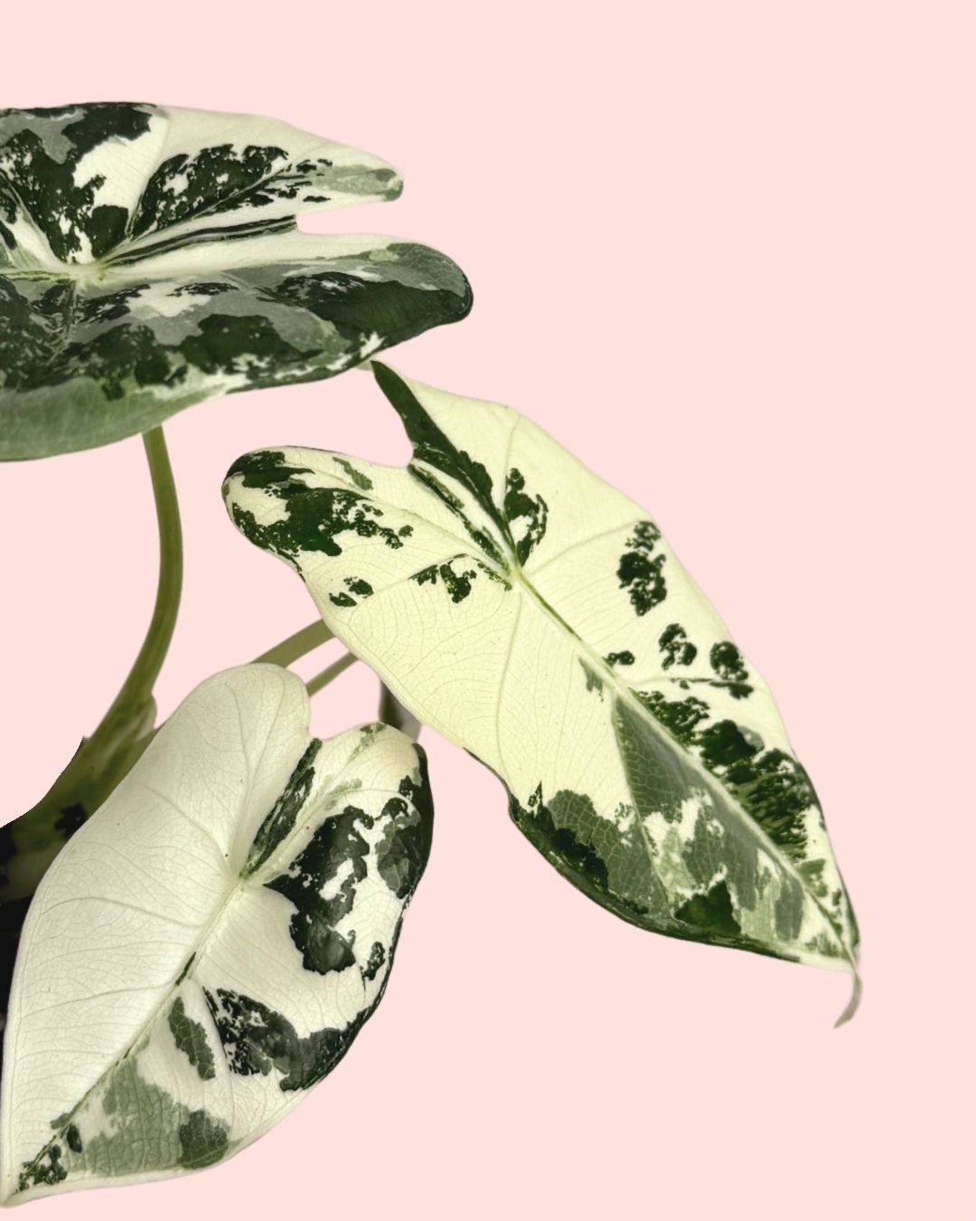 Alocasia Frydek Variegada Mini - Pur Plant