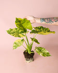 Alocasia Gageana Variegata M