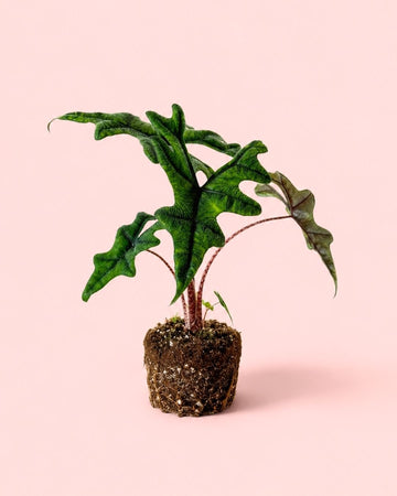 Alocasia Jacklyn M