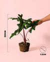 Alocasia Jacklyn M - Pur Plant