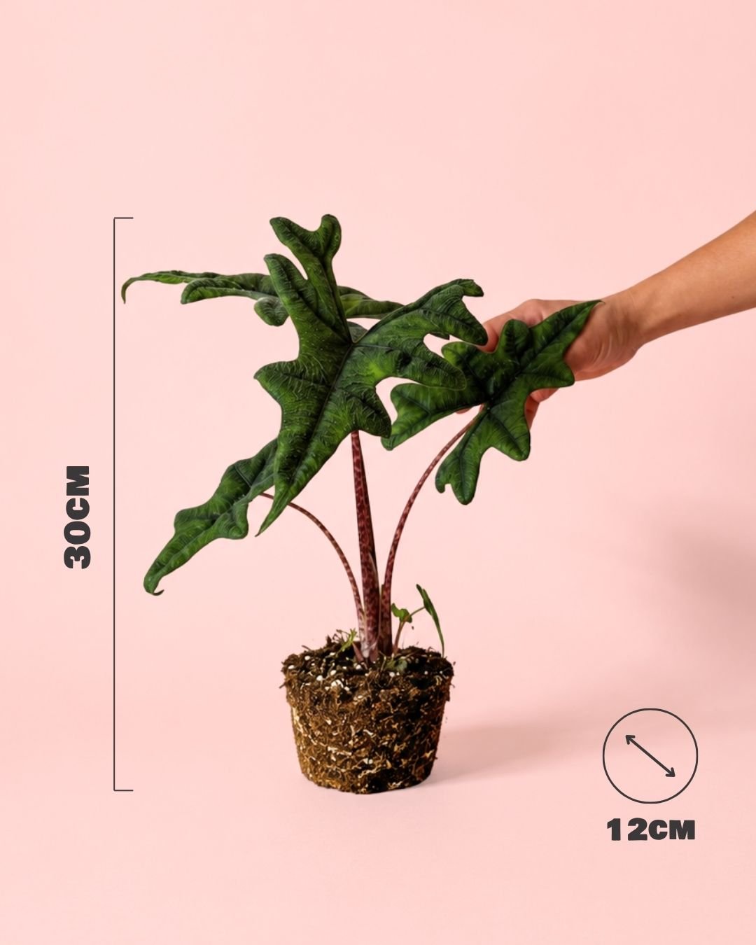 Alocasia Jacklyn M - Pur Plant