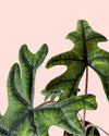Alocasia Jacklyn M - Pur Plant