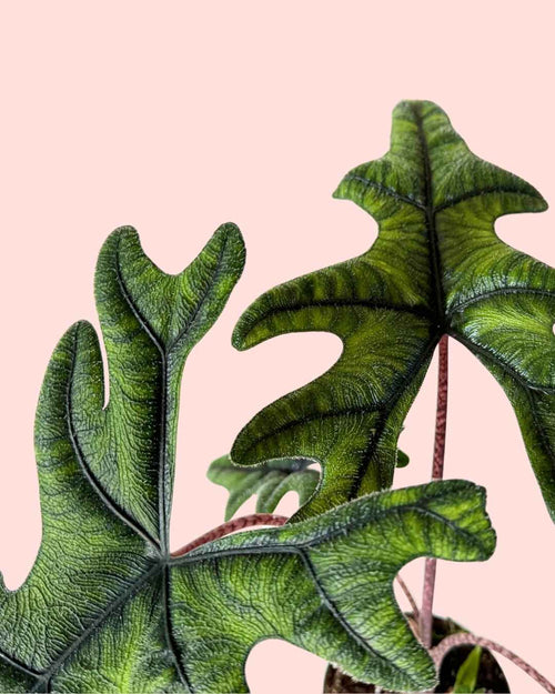 Alocasia Jacklyn M - Pur Plant