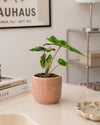 Alocasia Jacklyn Mini - Pur Plant