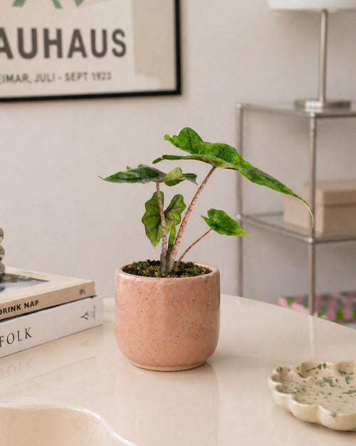 Alocasia Jacklyn Mini - Pur Plant