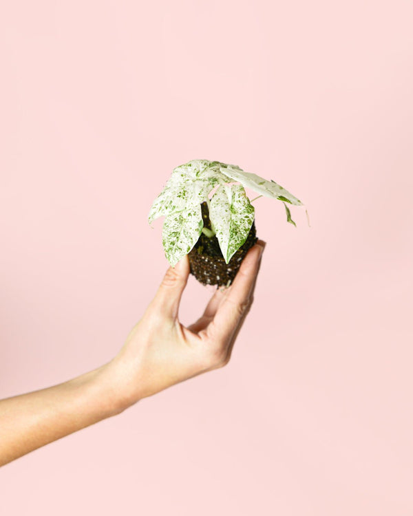 Como Cuidar Alocasia Macrorrhiza