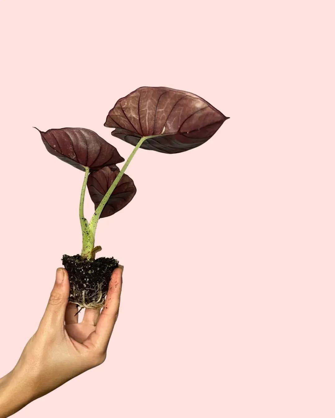 Alocasia Nebula Mini - Pur Plant