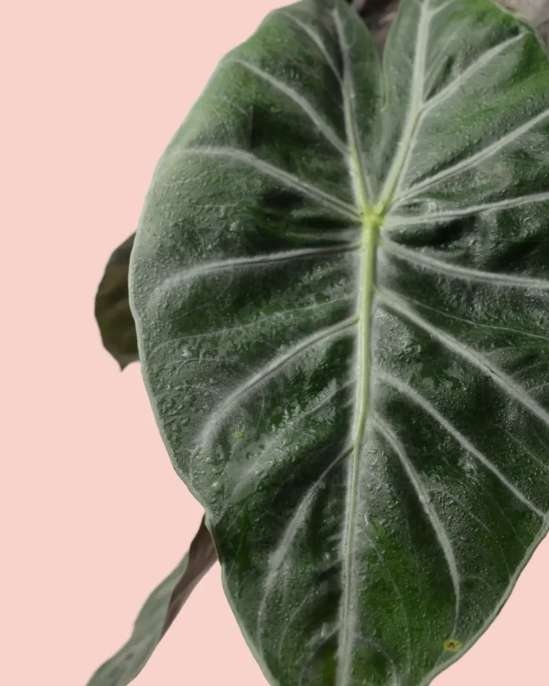 Alocasia Pink Dragon M - Pur Plant