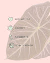 alocasia-pink-dragon-m-care