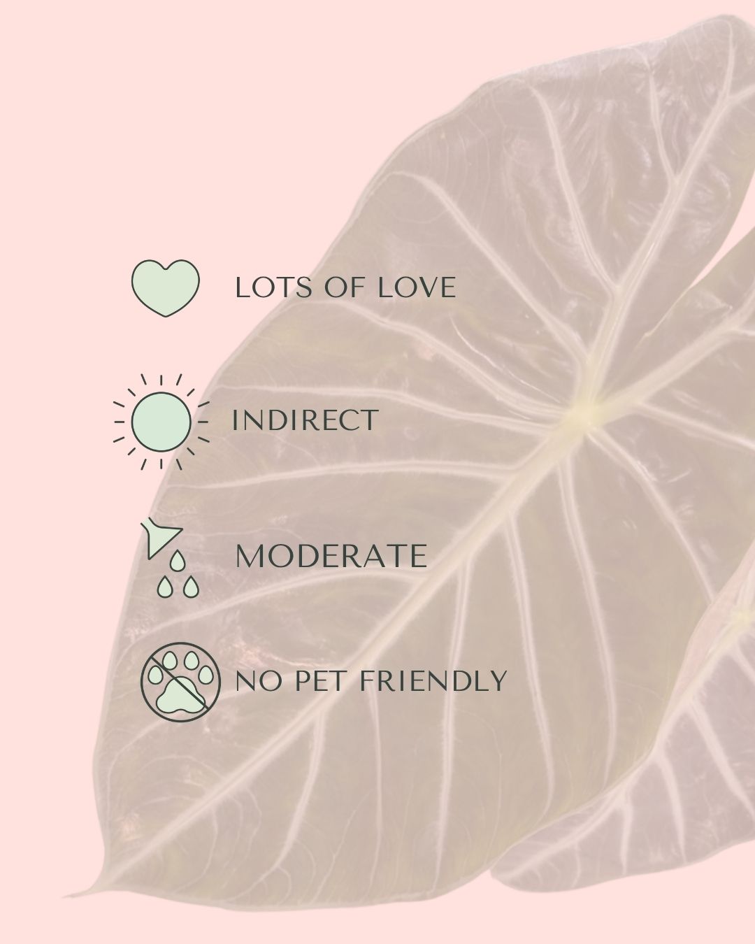 alocasia-pink-dragon-m-care