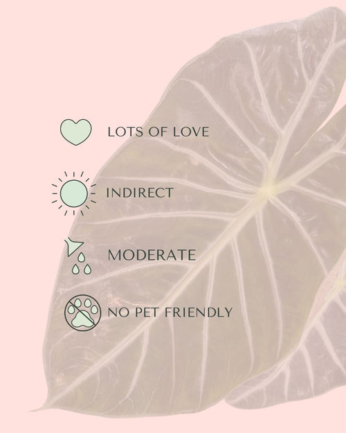 alocasia-pink-dragon-m-care