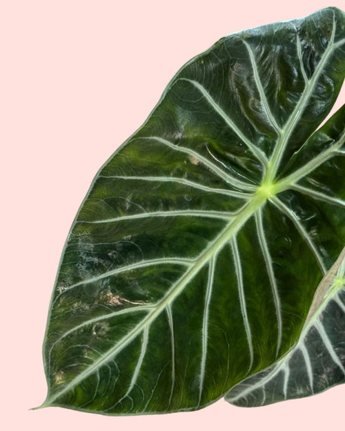 alocasia-pink-dragon-m-detail