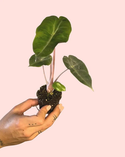 Alocasia Pink Dragon Mini - Pur Plant