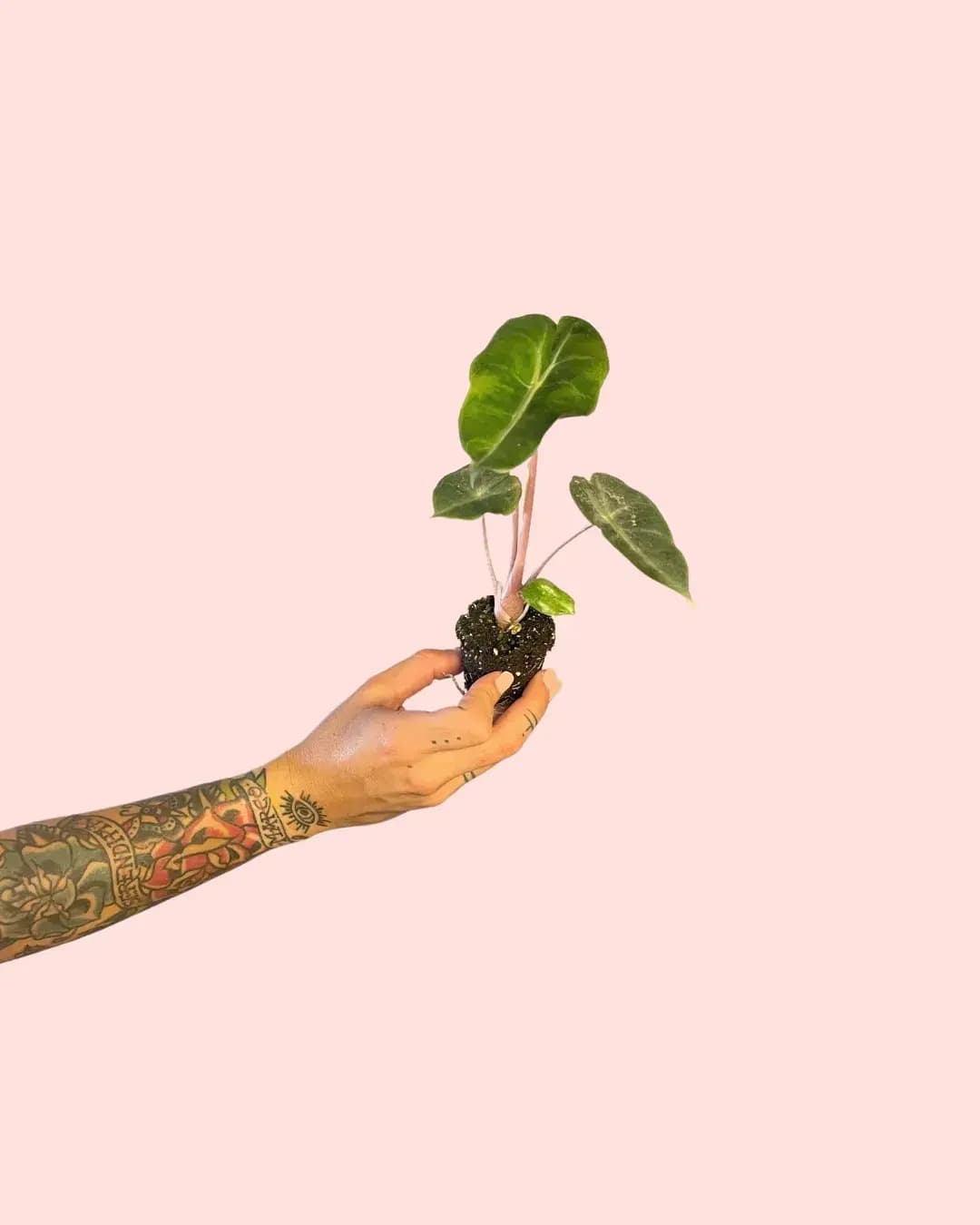 Alocasia Pink Dragon Mini - Pur Plant