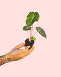 Alocasia Pink Dragon Mini