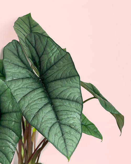 Alocasia Platinum M - Pur Plant
