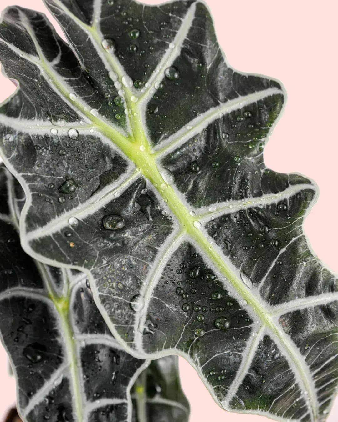 Alocasia Polly M - Pur Plant