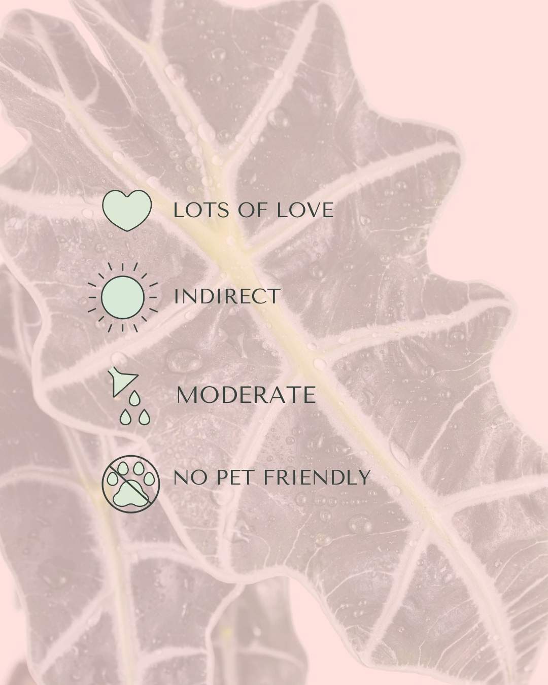 Alocasia Polly M - Pur Plant