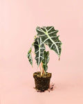 Alocasia Polly M