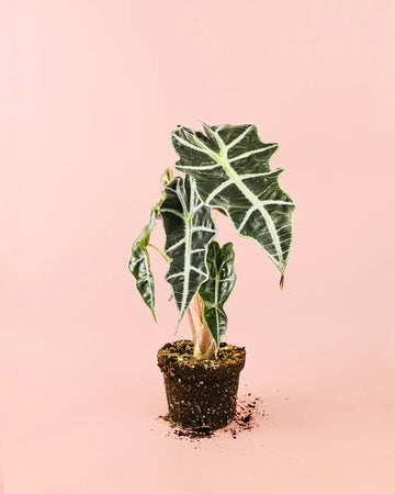 Alocasia Polly M