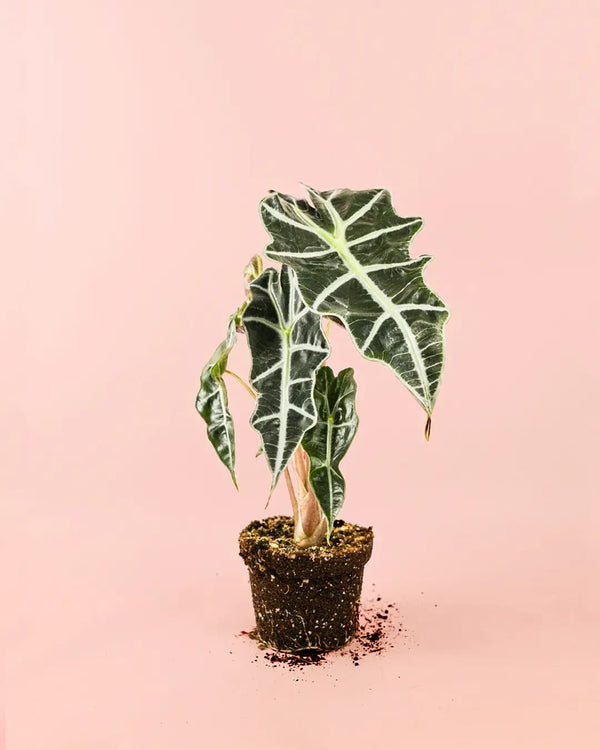 Como Cuidar da Alocasia Polly