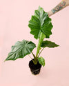 Alocasia Portodora L - Pur Plant