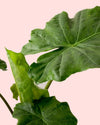 Alocasia Portodora L - Pur Plant